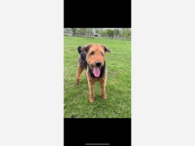 Lost Dog in Stockbridge/Munith Area