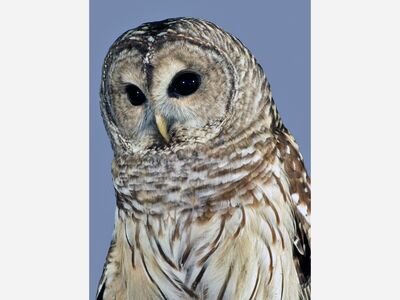 Owl Prowl
