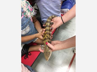 ARK Animal Encounters