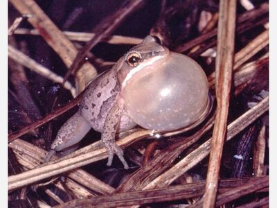 Night of the Amphibians