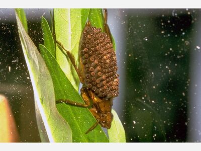 Strange Creatures of the Spring Pond