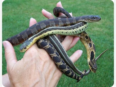 Herps!  Michigan's Amphibians and Reptiles