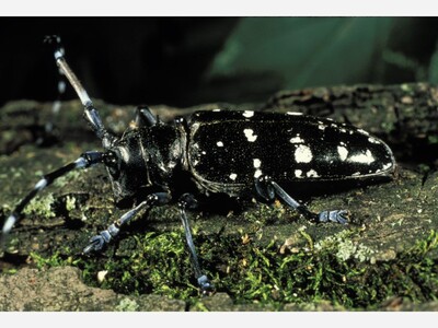 Eyes on the Forest: How You Can Help Prevent New Forest Pest Invasions