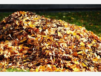Dexter Council Approaches Finalization of New Wood Chipping and Leaf Collection Policy
