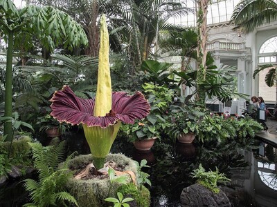 A Corpse Flower's Historic Blossoming in Dexter is the Bloom of the Century