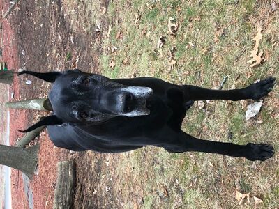 Dexter Dog “Raven” is Oldest Living Great Dane