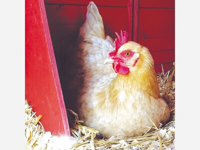 Local author is advocating for backyard chicken keeping in Lima Township