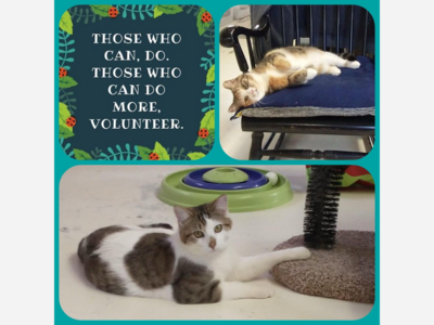 Volunteers needed for cat rescue!
