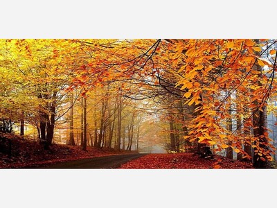 Loneliness is Falling