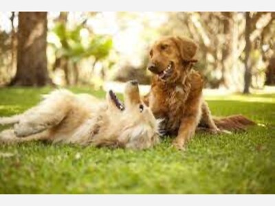 Chelsea Scout Bringing Improvements to City Park