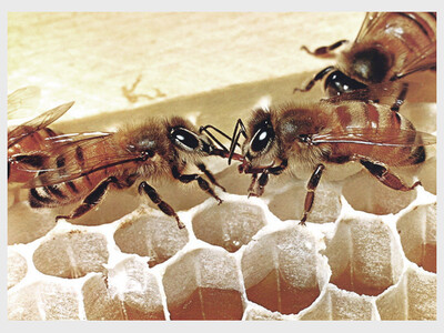 Bees and Wanna-Bees