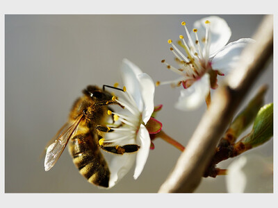 Why Peas Need Bees!