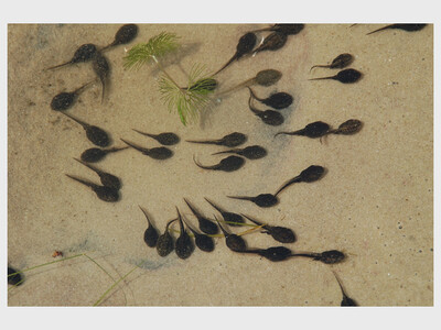 Strange Creatures of the Spring Pond