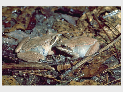 Night of the Amphibians