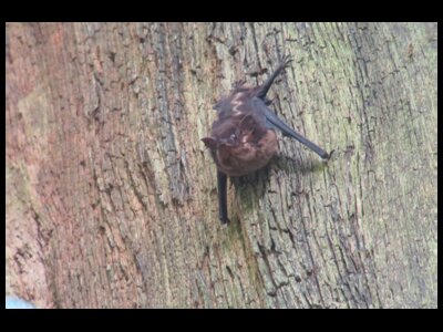 Bats, Hibernation, and White-Nose Syndrome