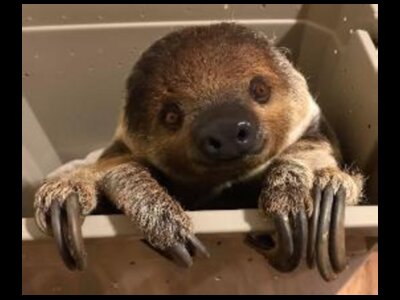 Who Needs Adaptations?