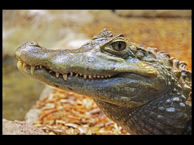 Alligators and Their Reptile Relatives