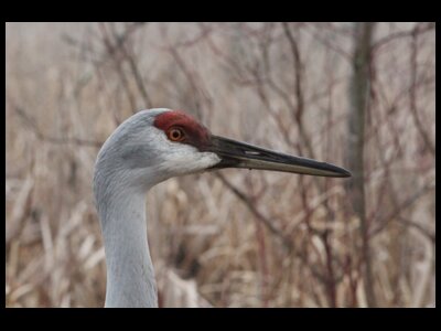 Sandhill Crane Tour
