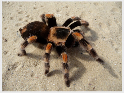 Spiders and Their Kin