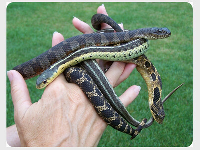 Herps!  Michigan's Amphibians and Reptiles