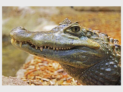 ALLIGATORS AND THEIR KIN