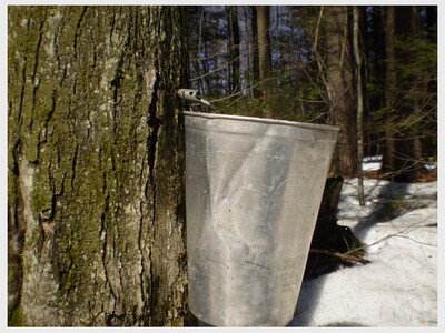 Old-time Maple Sugar Festival