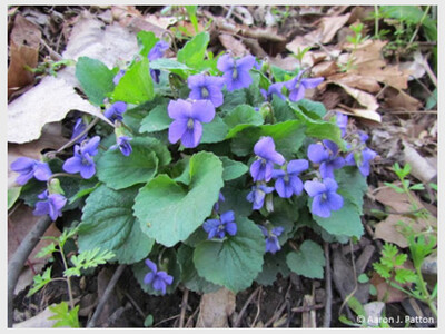 Spring Flora of Waterloo