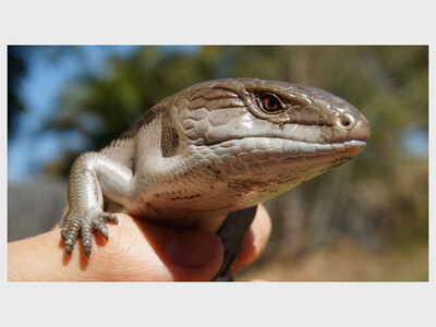 Cuellar's Critters