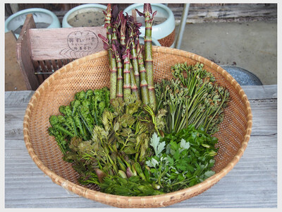 Edible Plants Foraging Walk