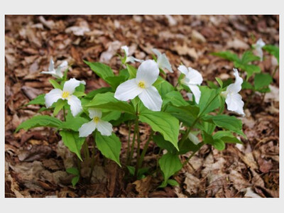 Introduction to Spring Wildflowers
