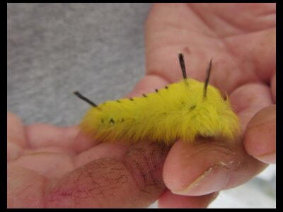 Captivating Caterpillars