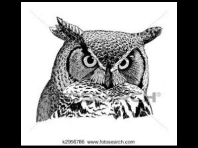 Drawing Class with Live Raptors