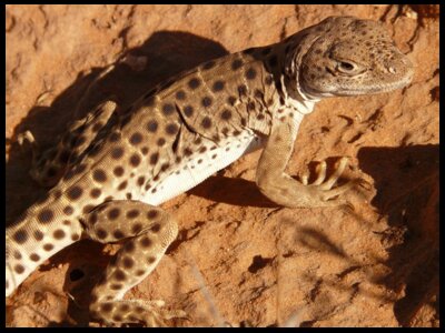 Wildlife and Ecosystems