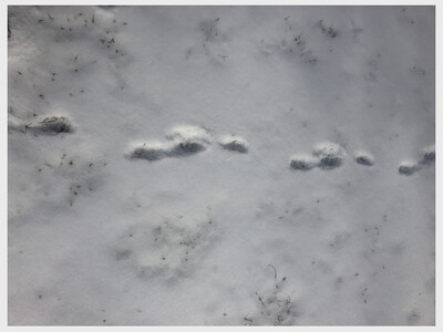 Animal Tracks