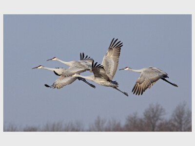 SANDHILL CRANE TOUR