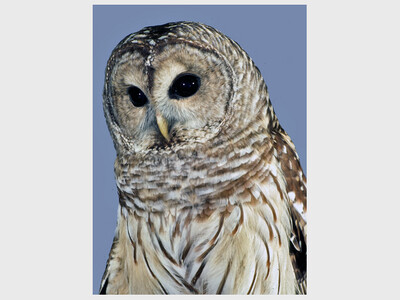 MICHIGAN BIRDS OF PREY