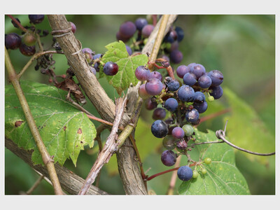FALL FORAGING