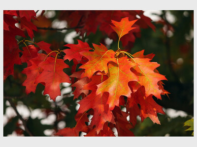 NATURE PHOTOGRAPHY WORKSHOP