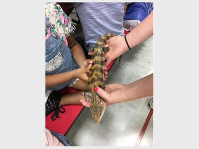 ARK Animal Encounters