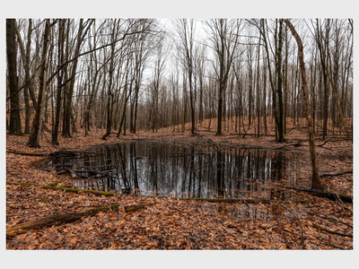 Vernal Pool Patrol