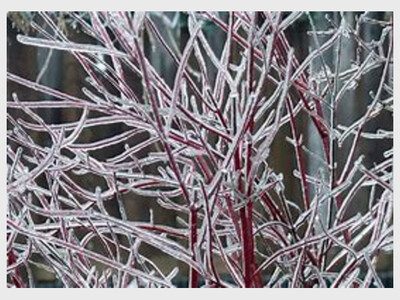 Winter Woody Plants