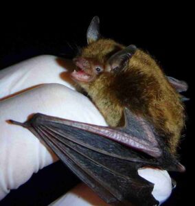 Rabid Bat Found in Washtenaw County