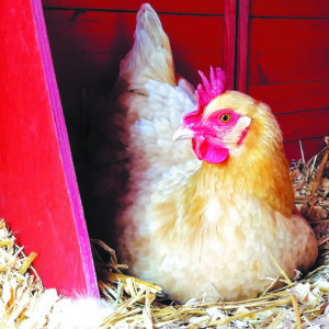 Lima Township Updates its Chicken Keeping Ordinance