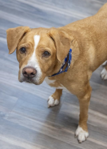 Tiki the Houdini Dog