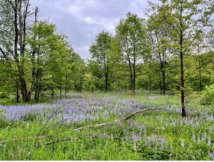 Scio Township Planning a Prairie Restoration Project