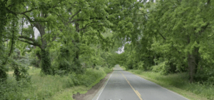 DTE Work May Impact Scenic Nature of Dexter-Chelsea Road