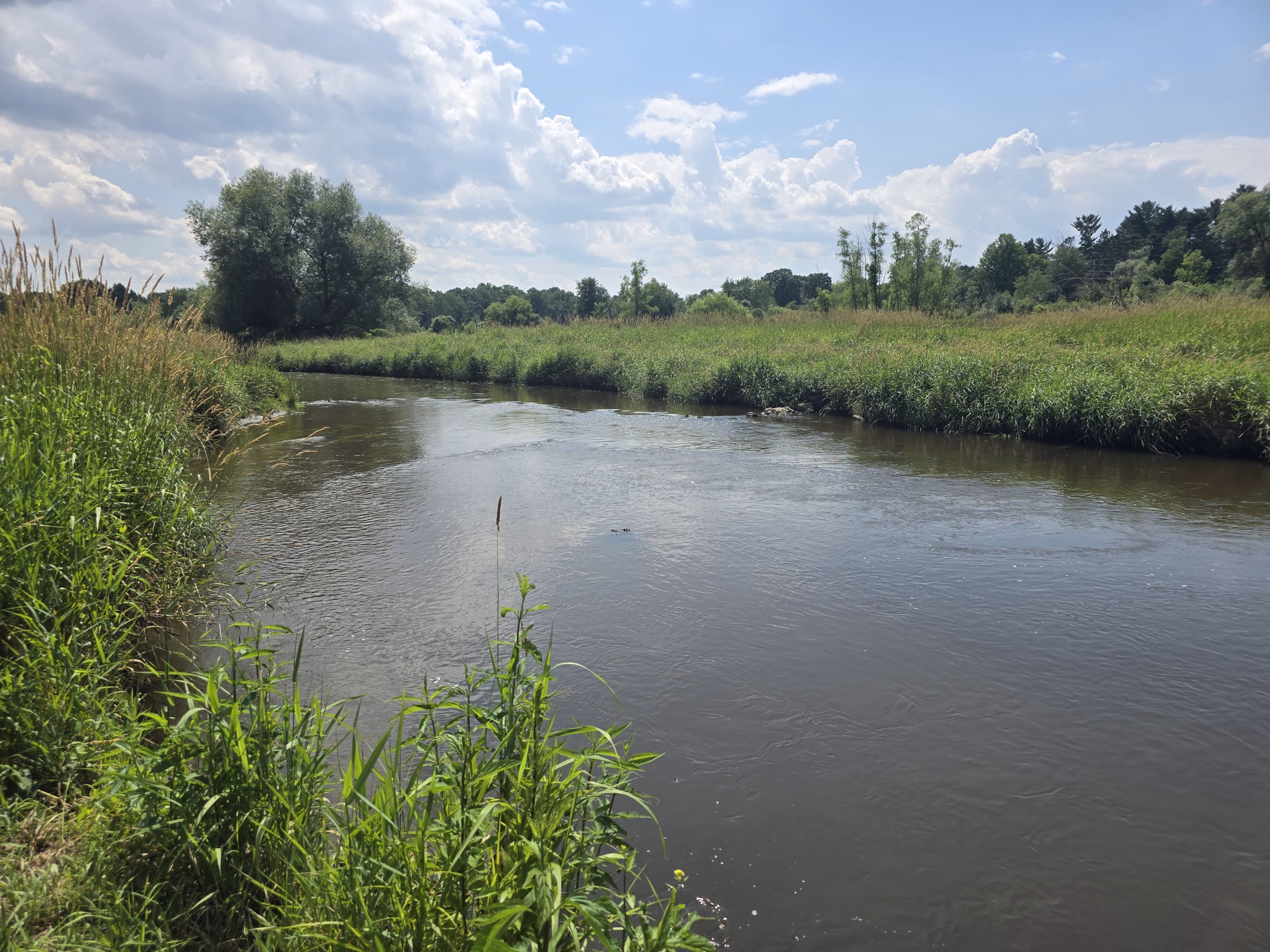 Dexter City Council Backs Prairie Restoration to Combat Mill Creek Erosion