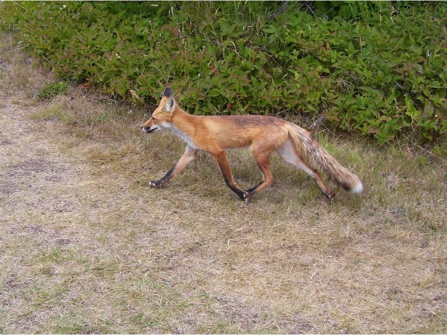 Foxes on Isle Royale Rely on Humans in Summer, Wolves in Winter, Study Finds