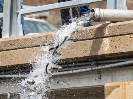 DNR Releases 2025 Fish Stocking Numbers, Includes Brown Trout in Dexter’s Mill Creek