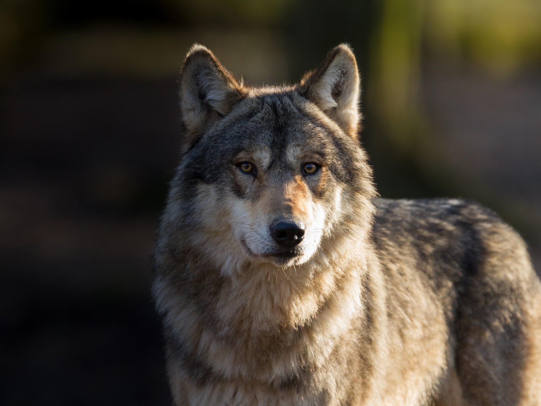 NPS Euthanizes Wolf on Isle Royale After Escalating Human Food Conflicts